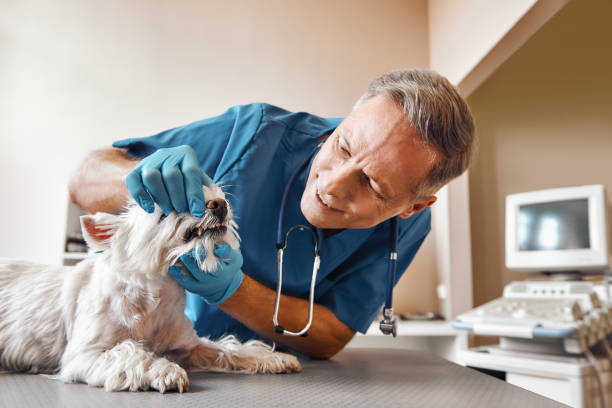 Best 24-Hour Emergency Dentist in Forest, VA